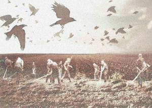 Feld
